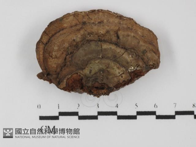 靈芝屬藏品圖，第3張