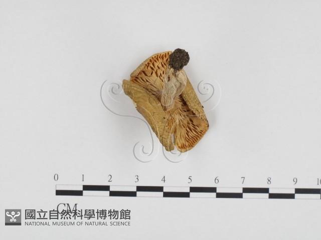 登錄號:F0024328藏品圖，第3張