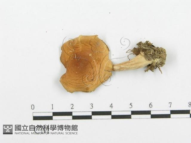 登錄號:F0004328藏品圖，第3張