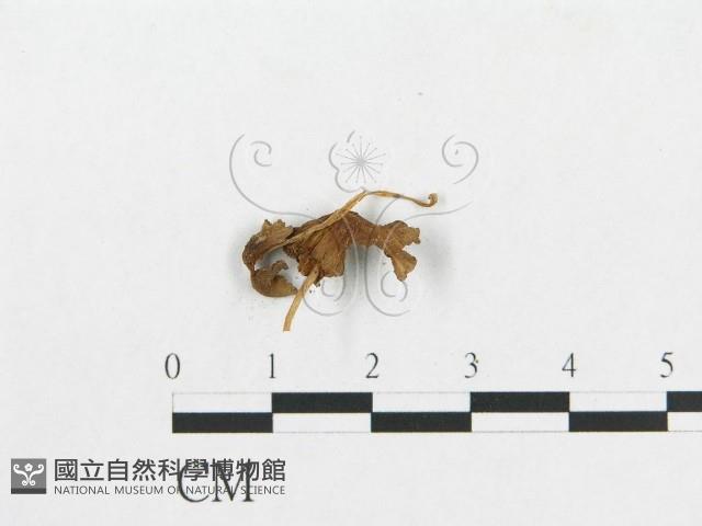 登錄號:F0014328藏品圖，第3張