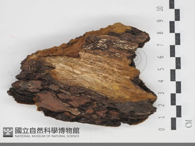 登錄號:F0034328藏品圖，第3張