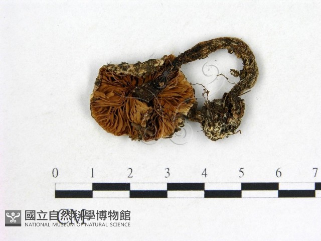 登錄號:F0002328藏品圖，第3張