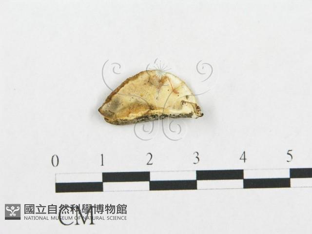 登錄號:F0017328藏品圖，第1張