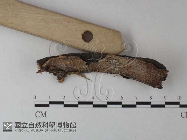 登錄號:F0025328藏品圖，第3張