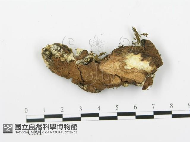 登錄號:F0015328藏品圖，第3張