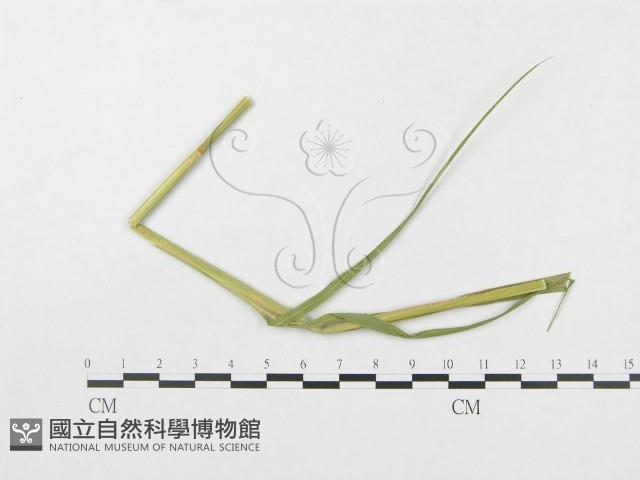 登錄號:F0019328藏品圖，第1張