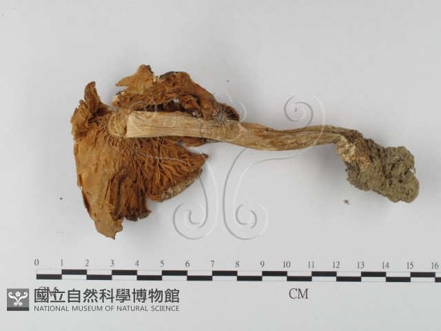 登錄號:F0003328藏品圖，第3張