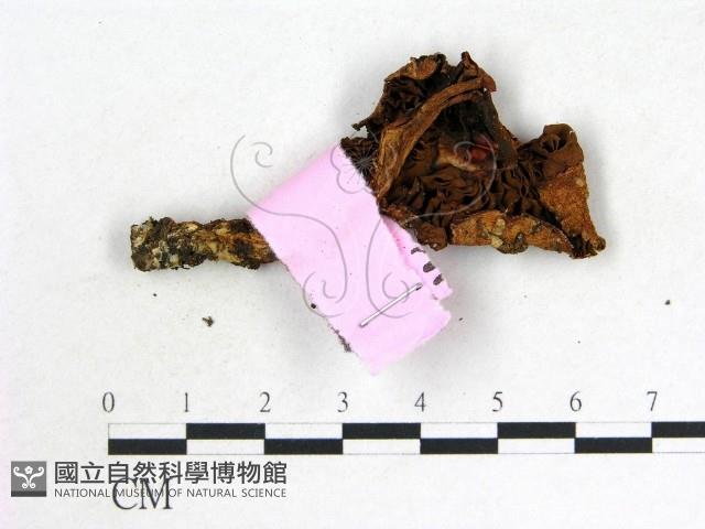 登錄號:F0013328藏品圖，第3張
