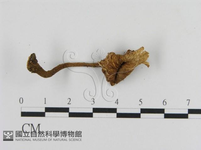 登錄號:F0010208藏品圖，第3張