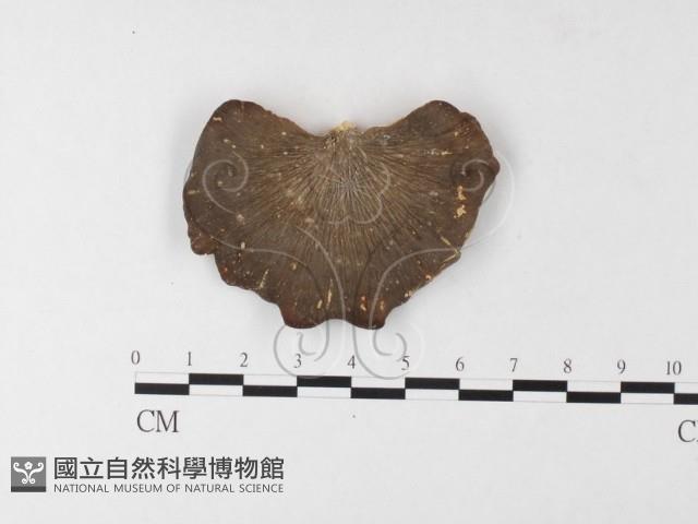 登錄號:F0026208藏品圖，第1張