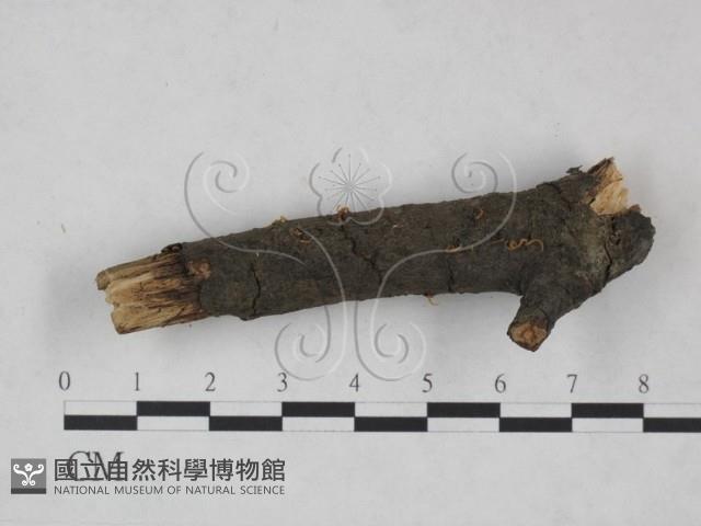 登錄號:F0025208藏品圖，第3張