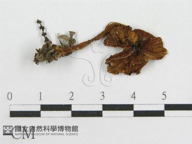 粉褶菌屬藏品圖，第3張
