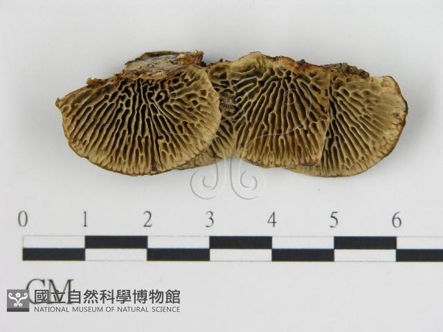 登錄號:F0018808藏品圖，第1張