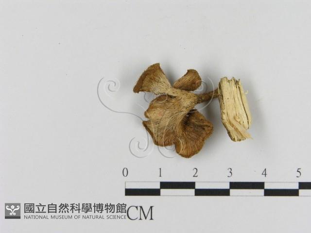 登錄號:F0020808藏品圖，第3張