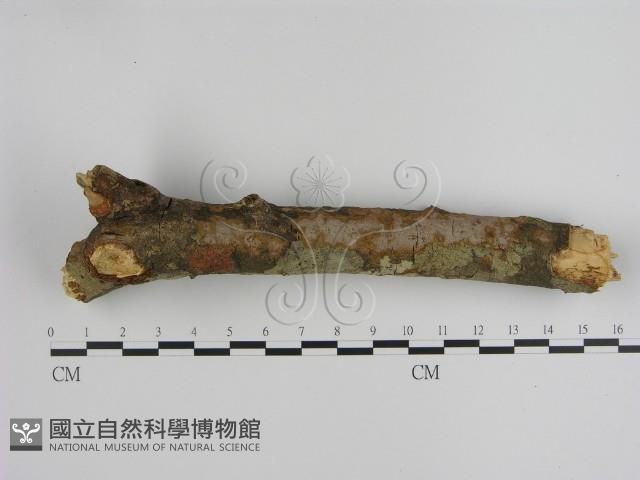 刺革菌屬藏品圖，第3張