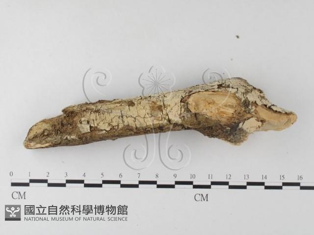 登錄號:F0021808藏品圖，第3張
