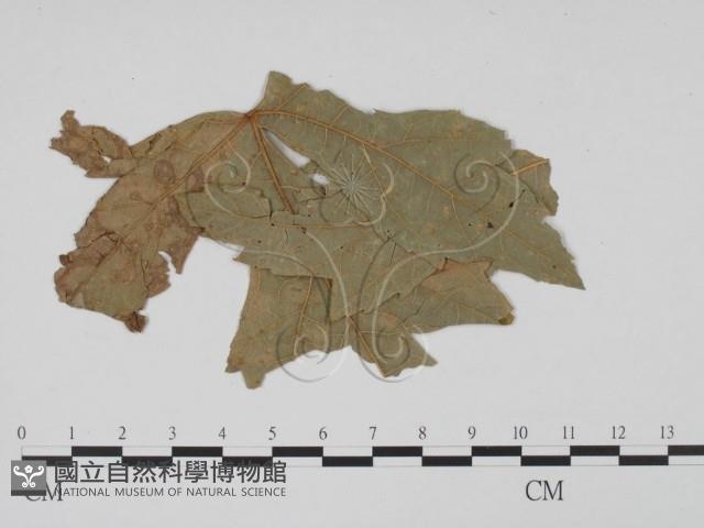 登錄號:F0011808藏品圖，第3張