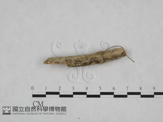 登錄號:F0024808藏品圖，第3張