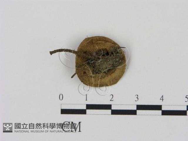 登錄號:F0004808藏品圖，第3張