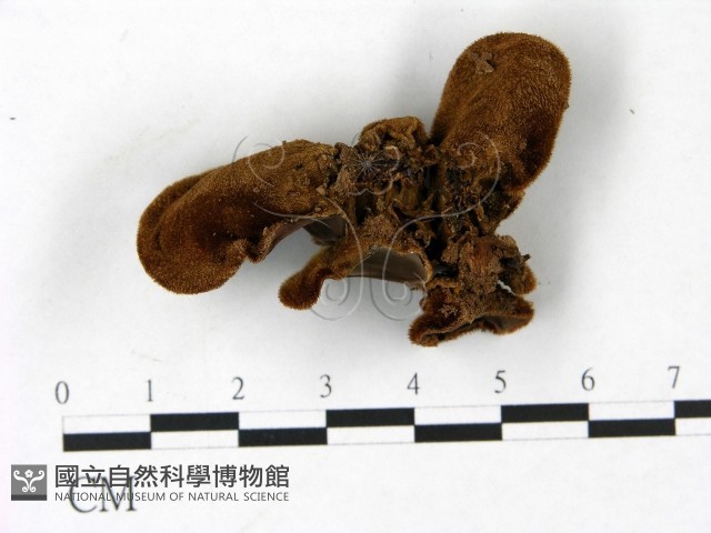毛木耳藏品圖，第3張
