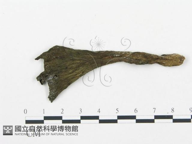 登錄號:F0007808藏品圖，第3張