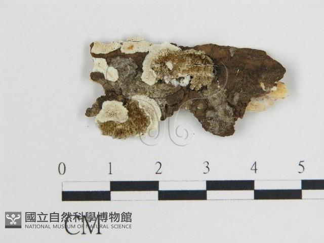 登錄號:F0019808藏品圖，第1張