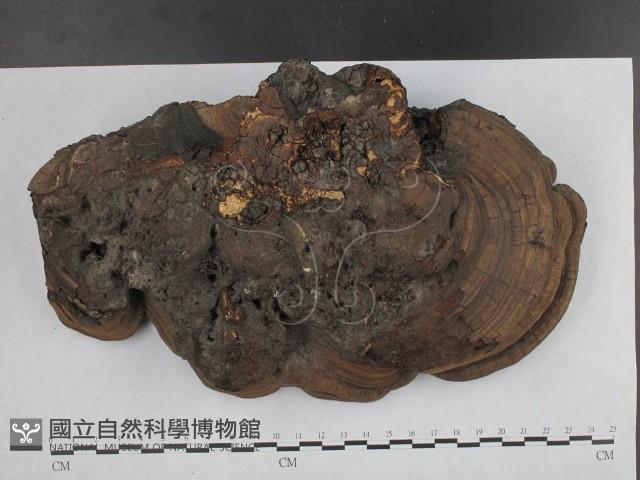 靈芝屬藏品圖，第3張