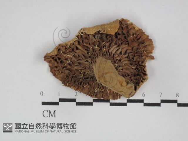 登錄號:F0003808藏品圖，第3張