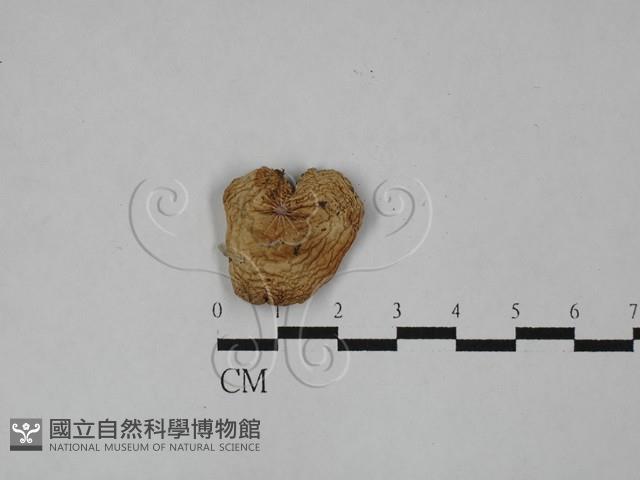 登錄號:F0028908藏品圖，第3張