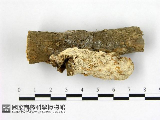 多年臥孔菌屬藏品圖，第3張