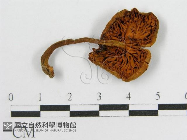 登錄號:F0010908藏品圖，第3張
