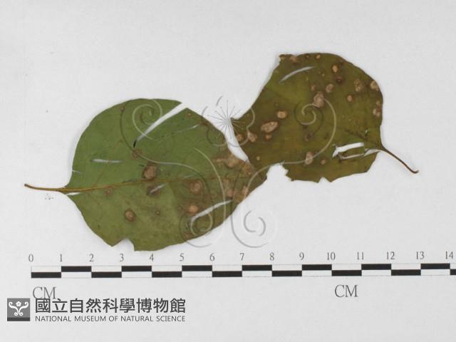 登錄號:F0026908藏品圖，第1張