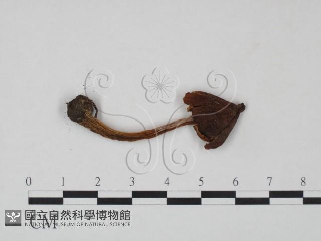 登錄號:F0021908藏品圖，第3張