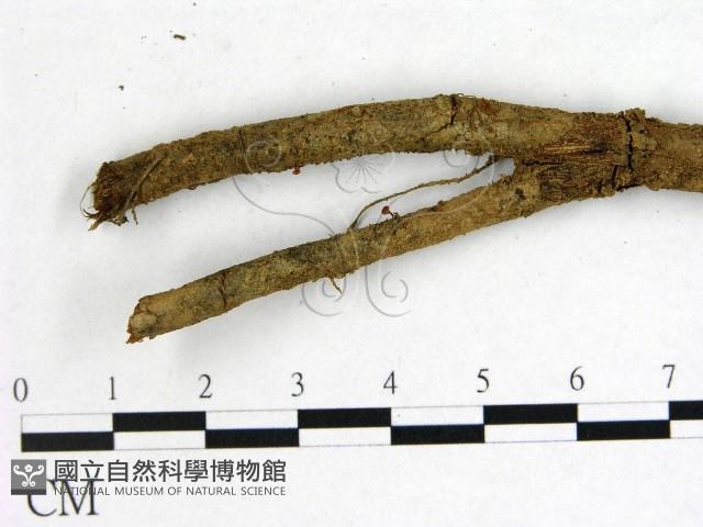 登錄號:F0001908藏品圖，第3張