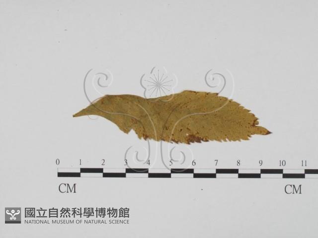 登錄號:F0011908藏品圖，第3張