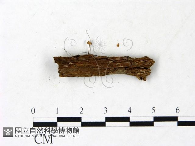登錄號:F0022908藏品圖，第3張