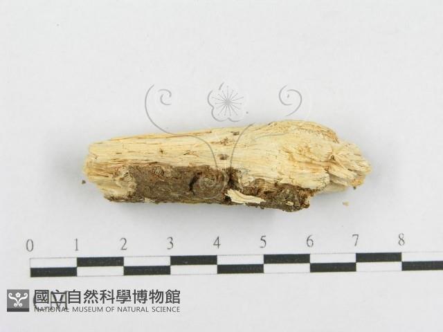 登錄號:F0002908藏品圖，第3張