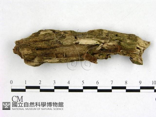 登錄號:F0012908藏品圖，第3張