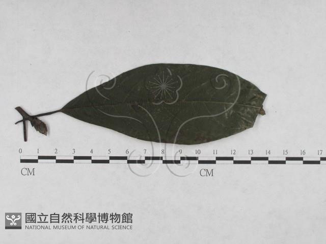 登錄號:F0027908藏品圖，第1張