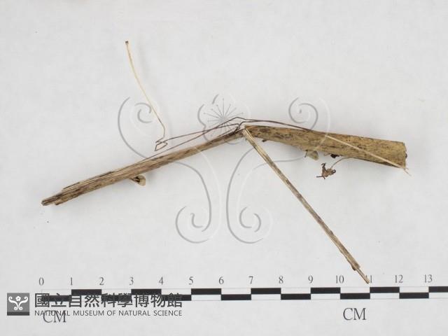 登錄號:F0025908藏品圖，第3張