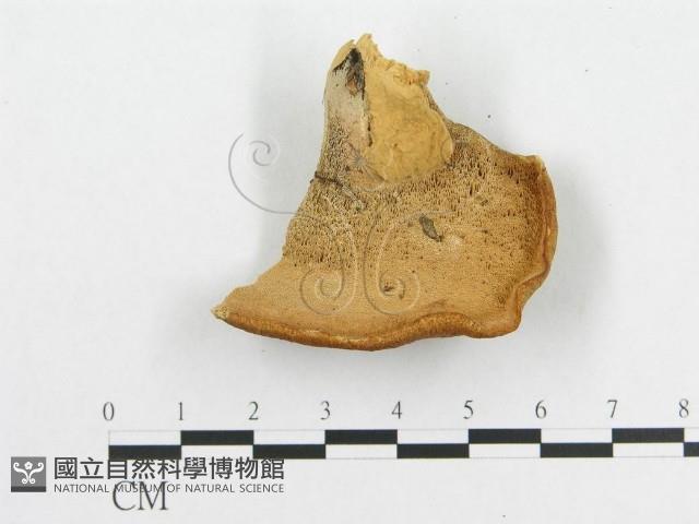 登錄號:F0005908藏品圖，第3張