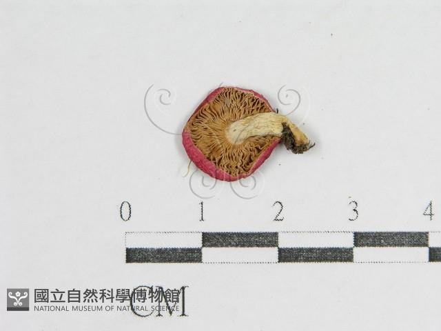 登錄號:F0015908藏品圖，第3張