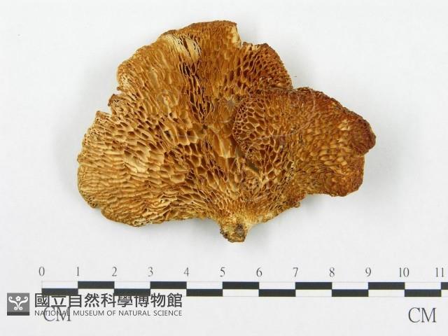 登錄號:F0019908藏品圖，第1張