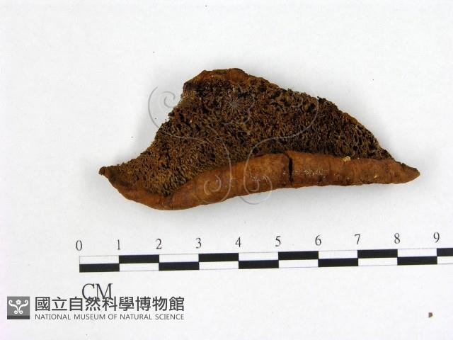 登錄號:F0003908藏品圖，第3張
