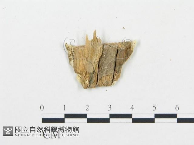 登錄號:F0000608藏品圖，第3張