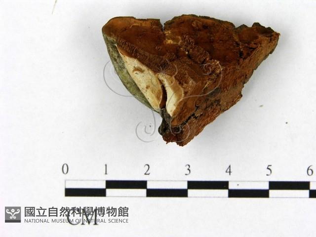 登錄號:F0010608藏品圖，第3張