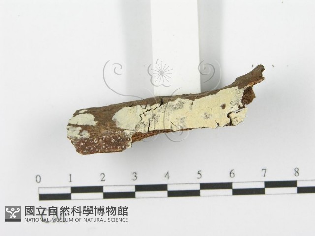 登錄號:F0001608藏品圖，第3張
