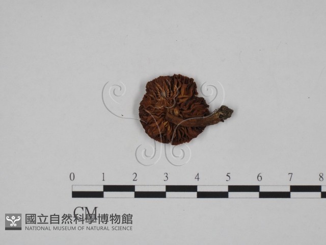 登錄號:F0024608藏品圖，第3張