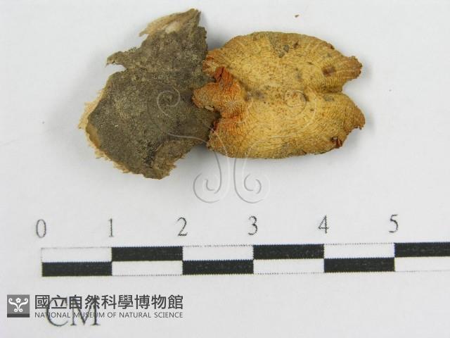 登錄號:F0014608藏品圖，第3張