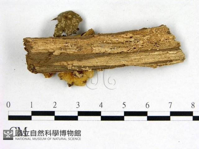 紅菇屬藏品圖，第3張